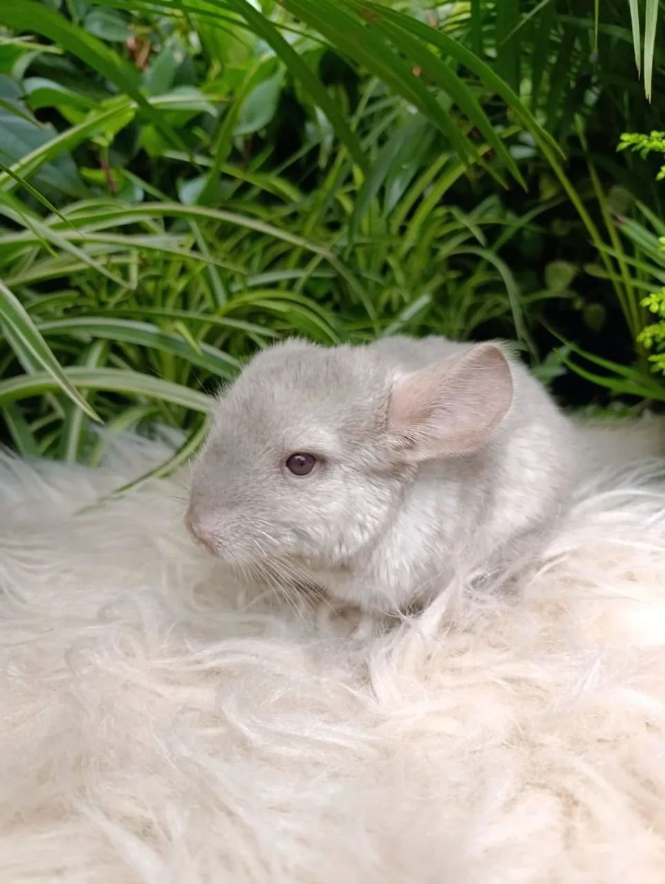 Chinchila