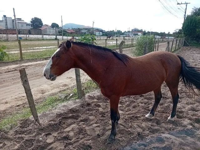 Cavalo - Foto 5
