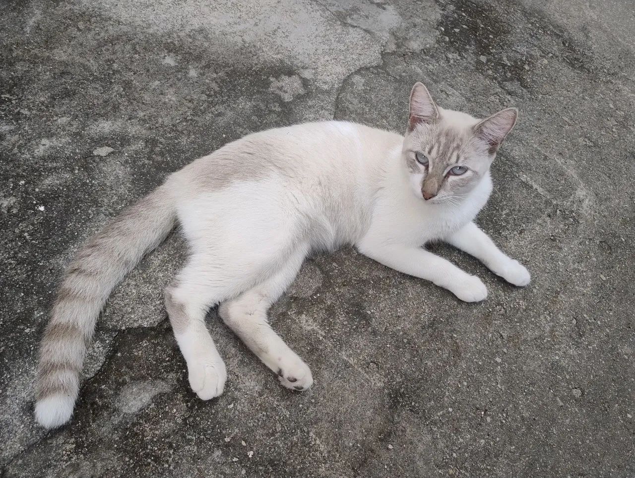 Gato lindo para adoção responsável - Foto 2