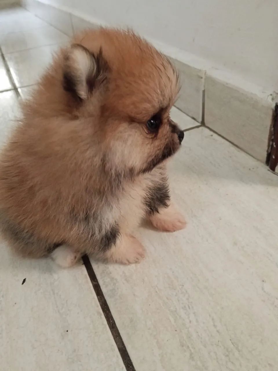 Filhote Spitz alemão Laranja (Lulu)