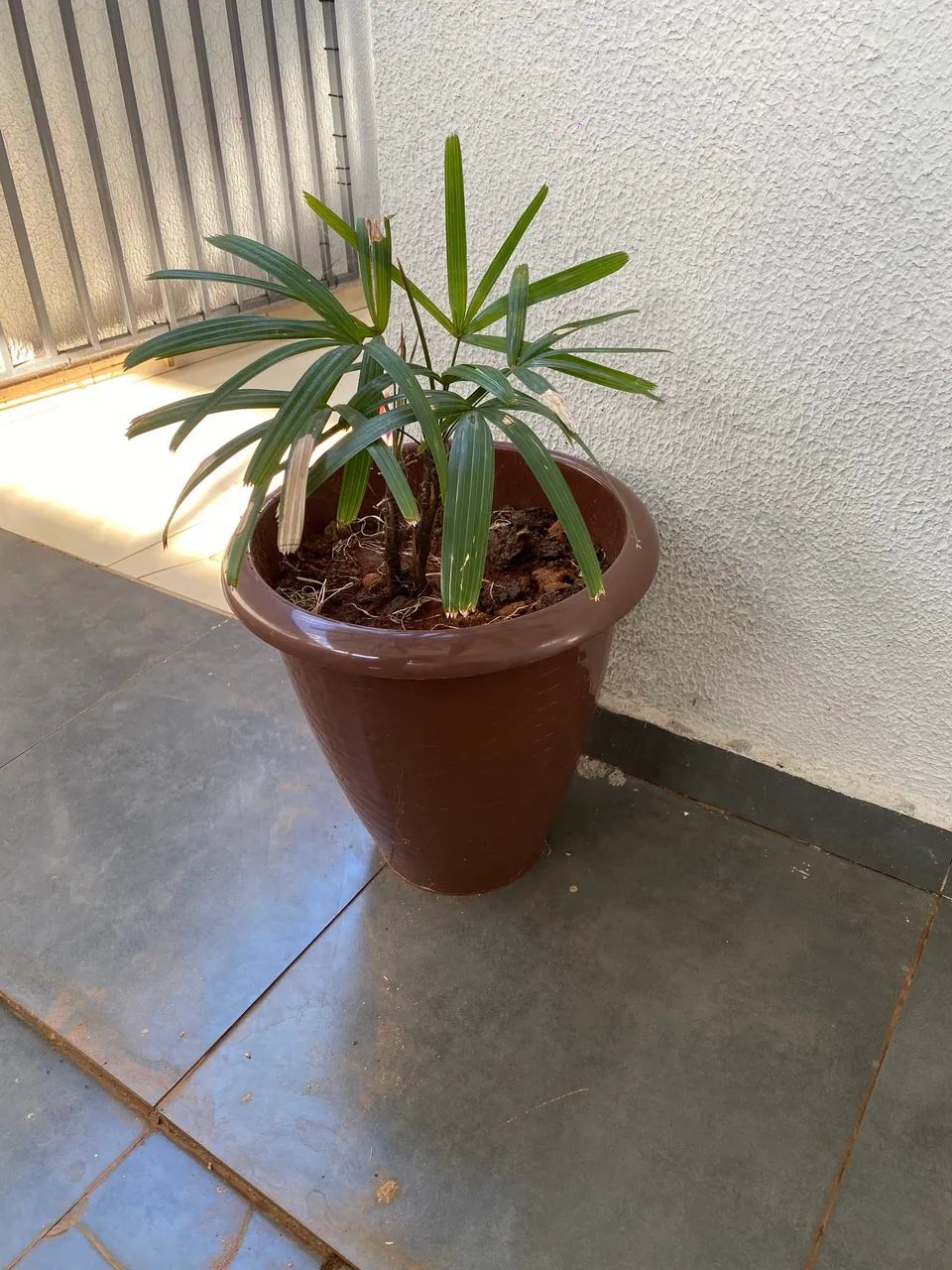 Planta Palmeira Rafis - Foto 3
