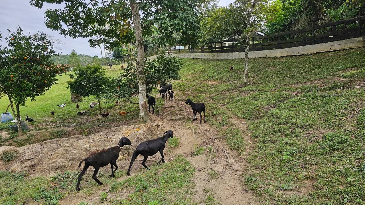 OVELHA EM PROMOÇÃO  - Foto 4