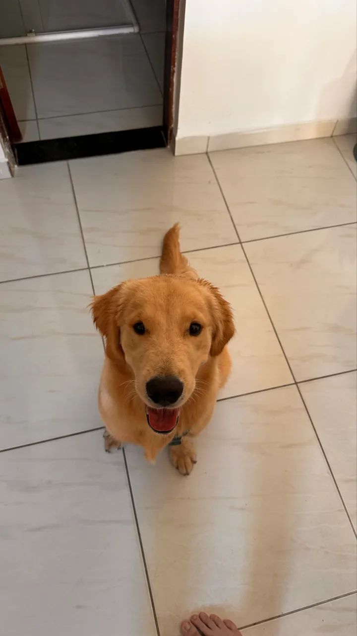 Doação Golden Retriver