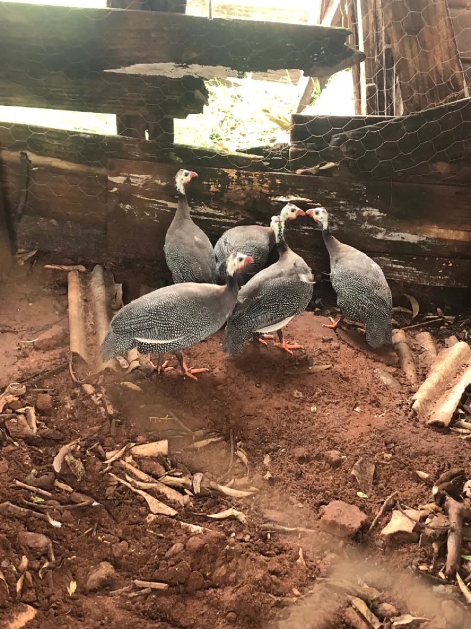 Galinha da Angola  - Foto 4
