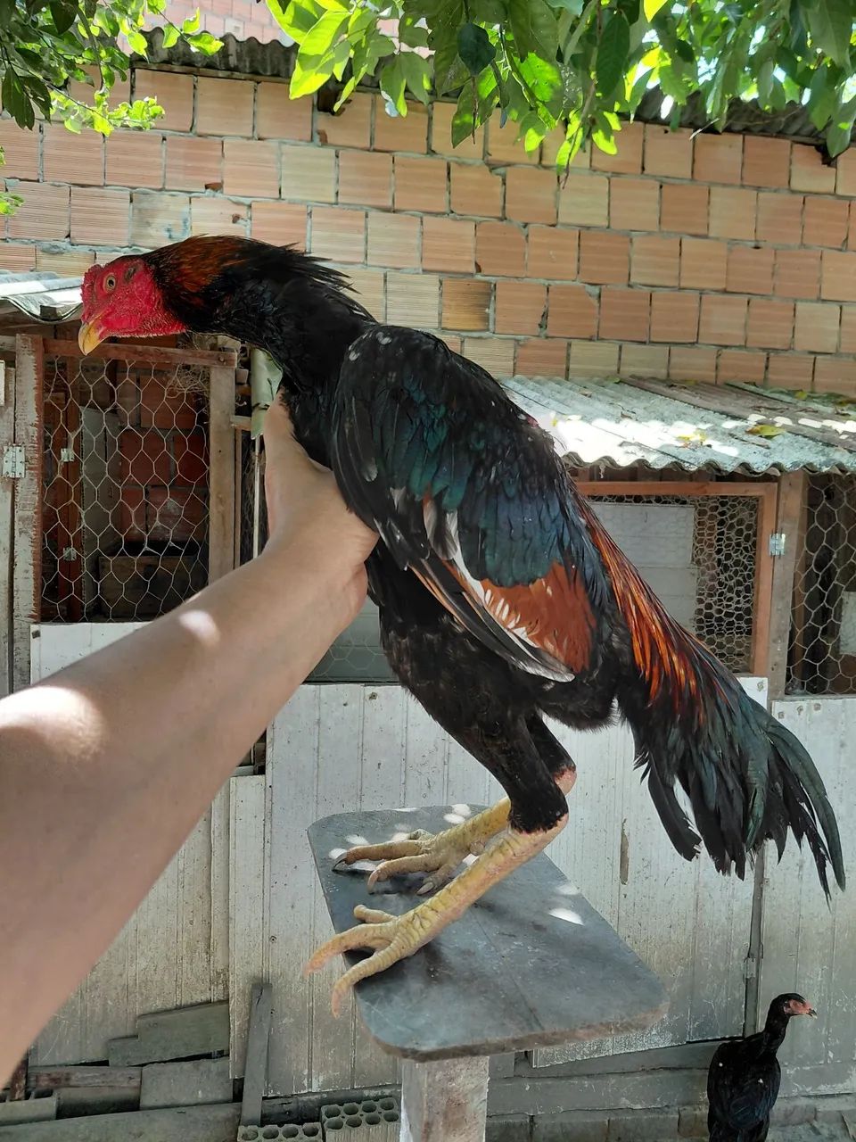 Frango shamo puro - Foto 2