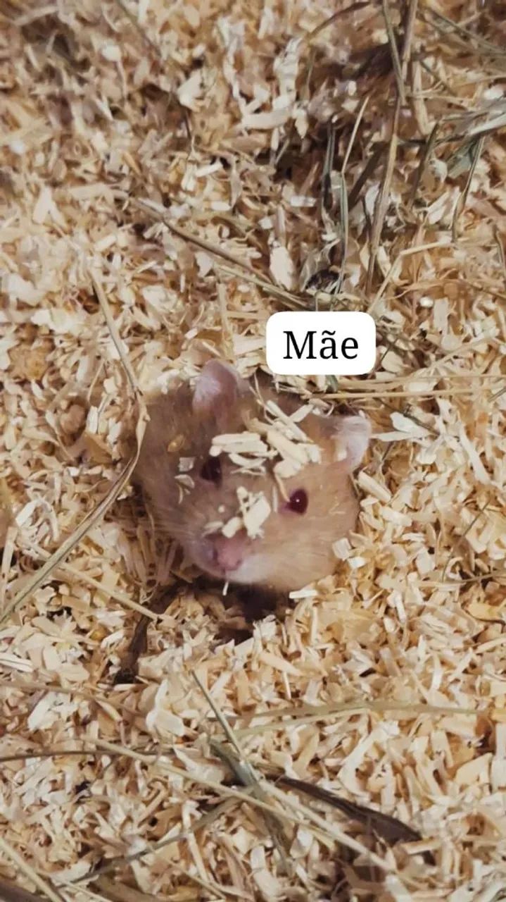 Reserva filhotes de hamster - Foto 3