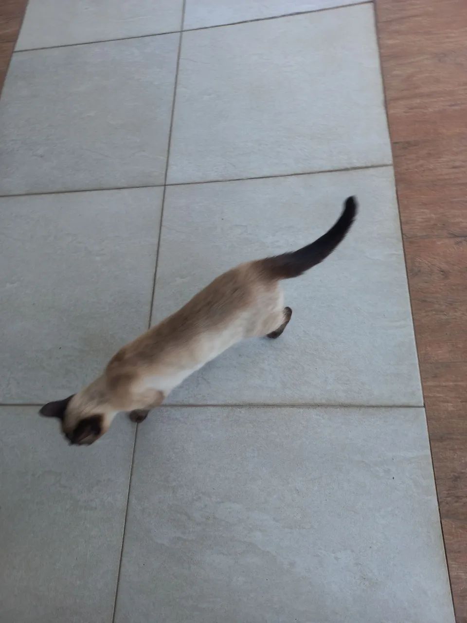 Gata siamês - Foto 5