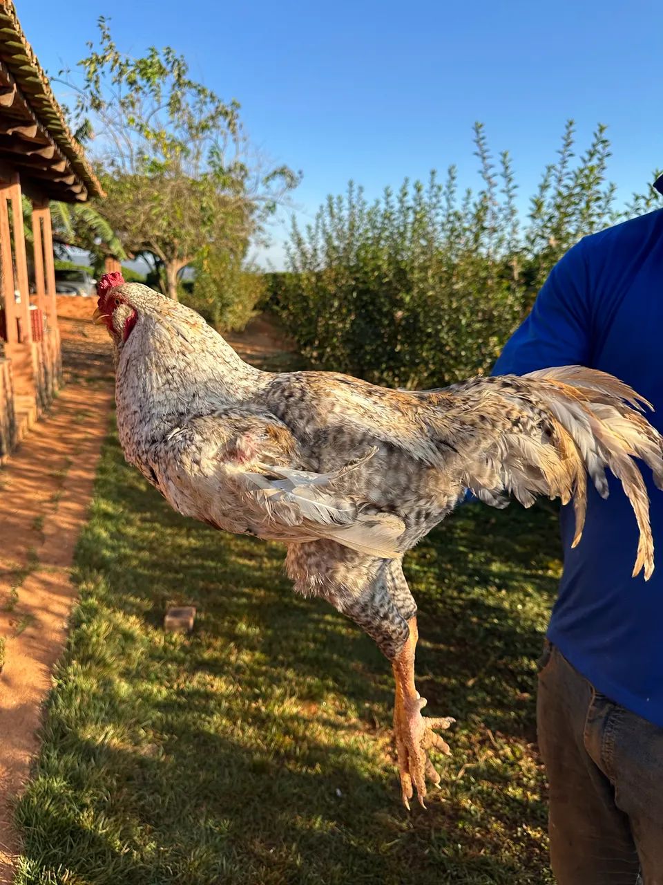 Galo disponível  - Foto 3