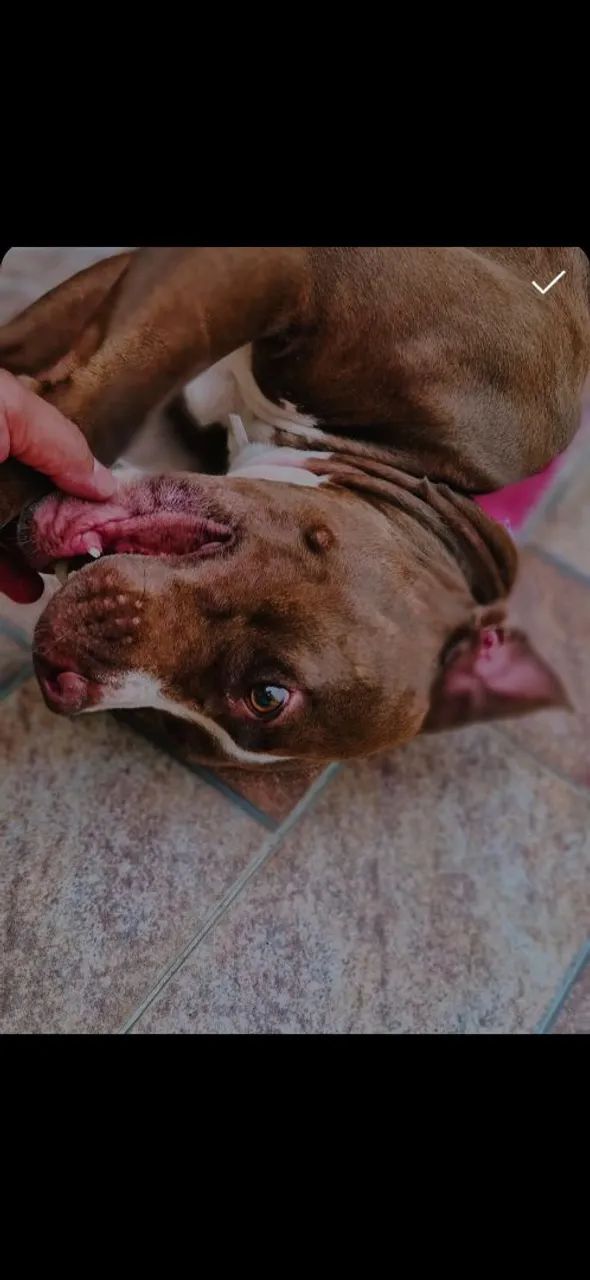 Doando pit bull - Foto 3