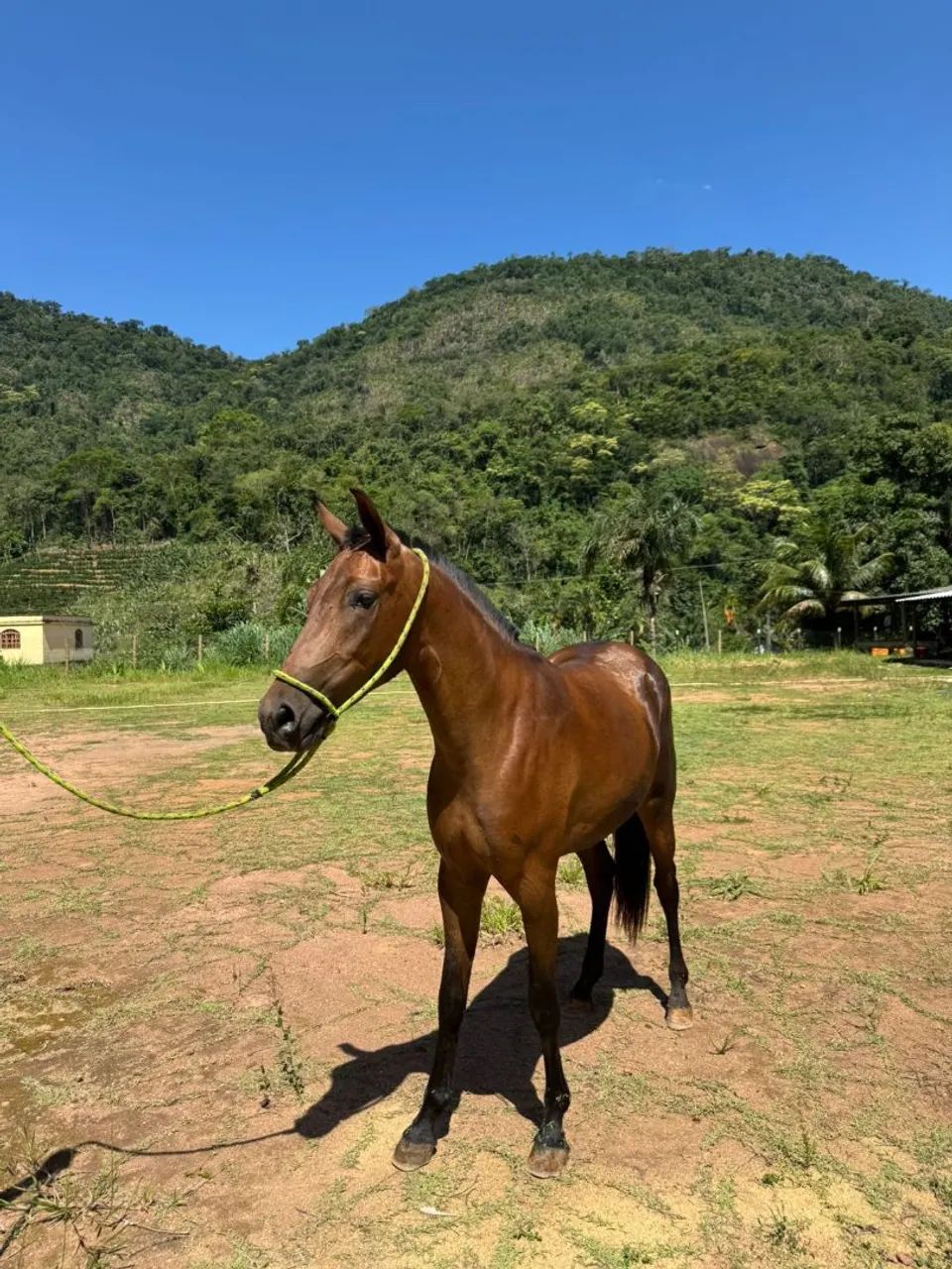 Potra egua genuíno de picado  - Foto 3