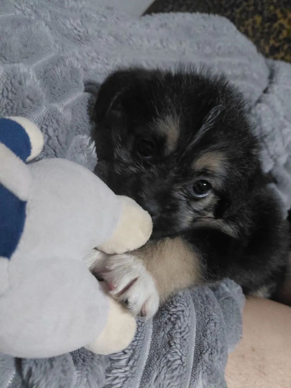 Lhasá apso - Foto 3