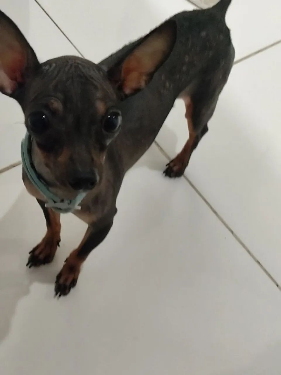 PINSCHER MACHO PARA CRUZA - Foto 4