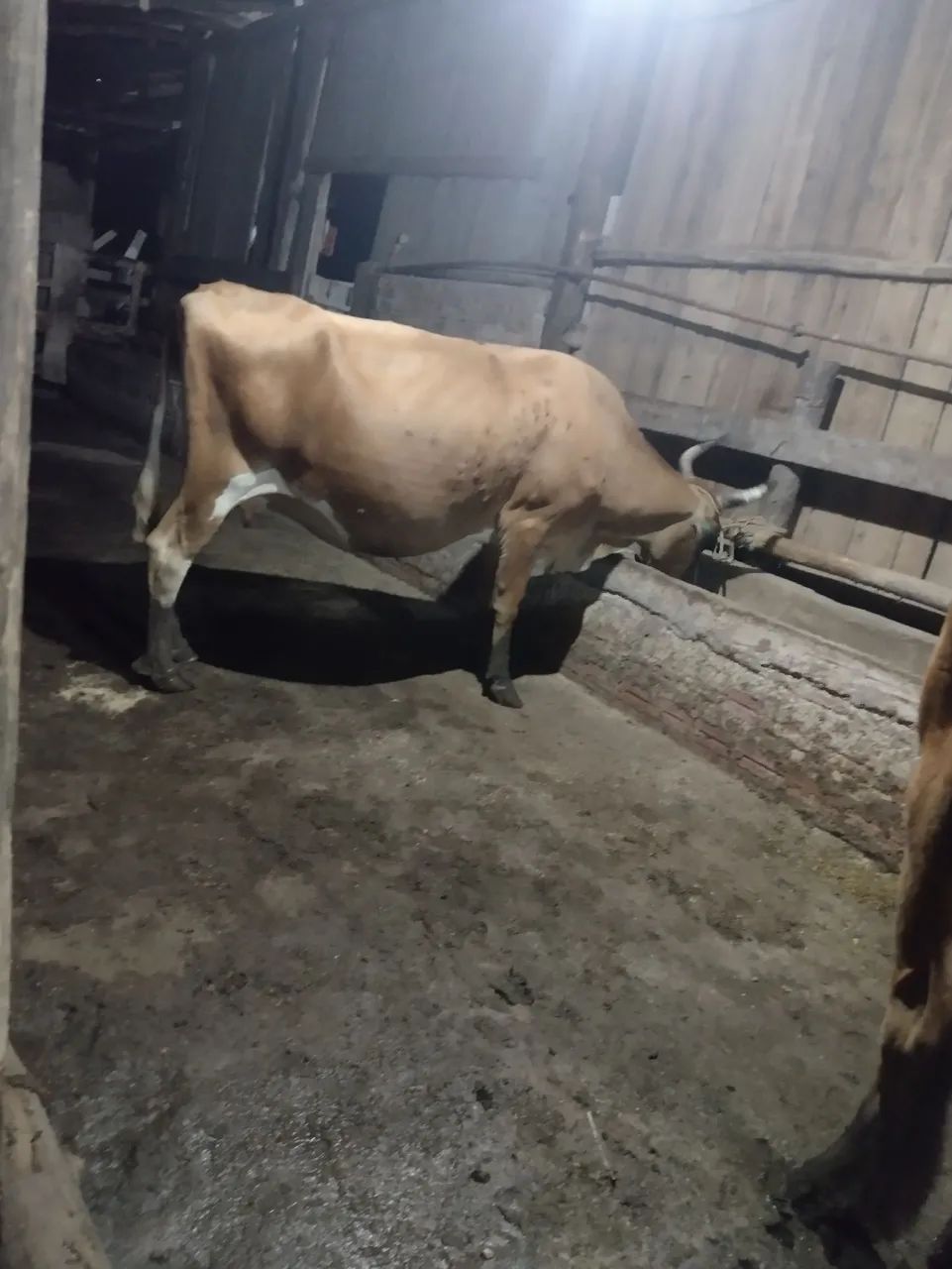 Vaca