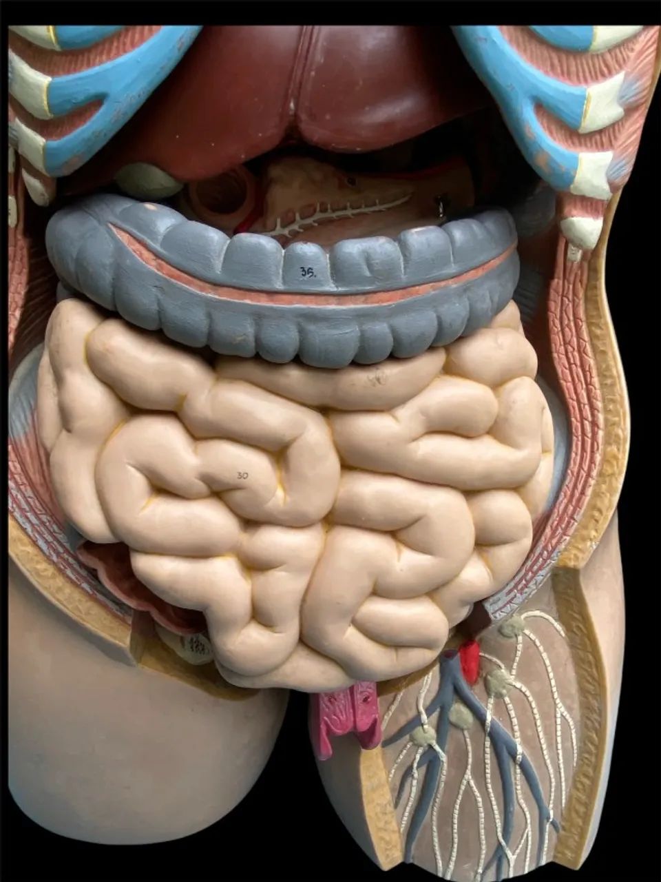 Torso Humano Anatômico De 85 Cm Em 11 Partes - Foto 5