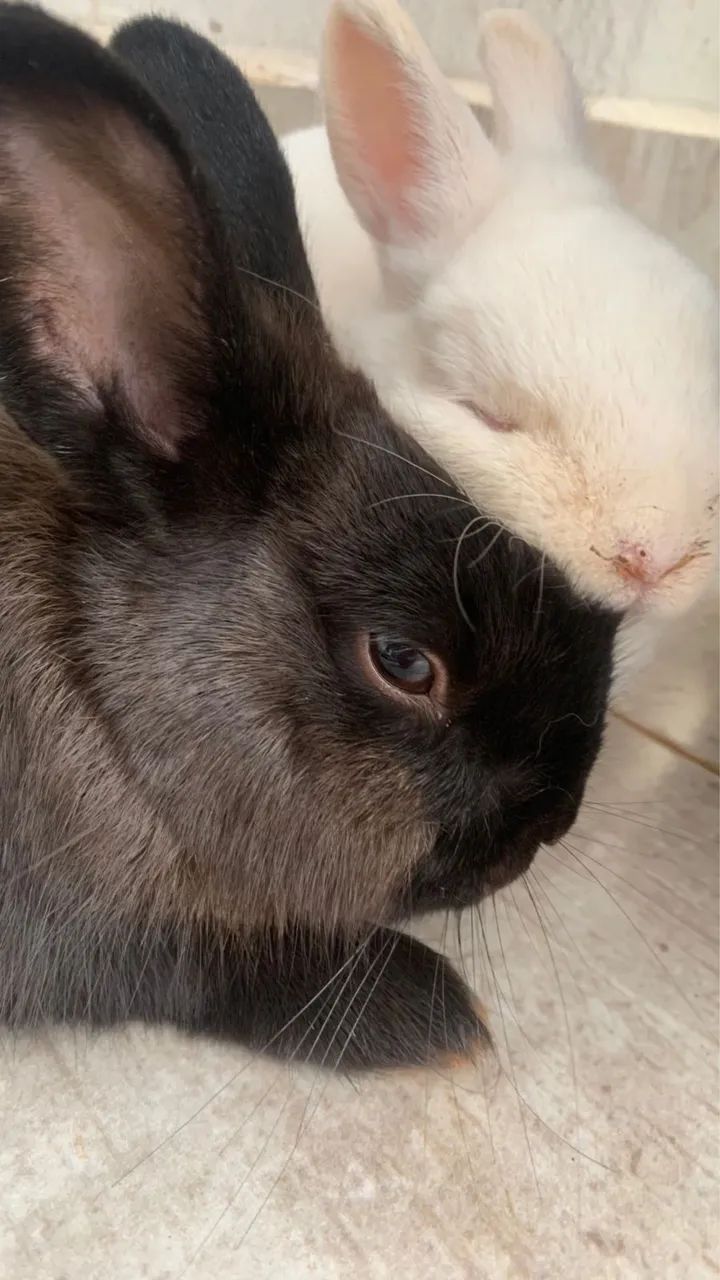 Casal de mini coelhos - Foto 2