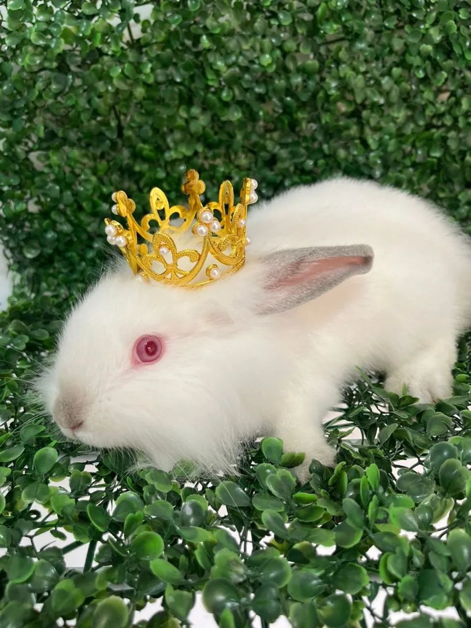 Coelho filhote Mini Lion - Foto 2