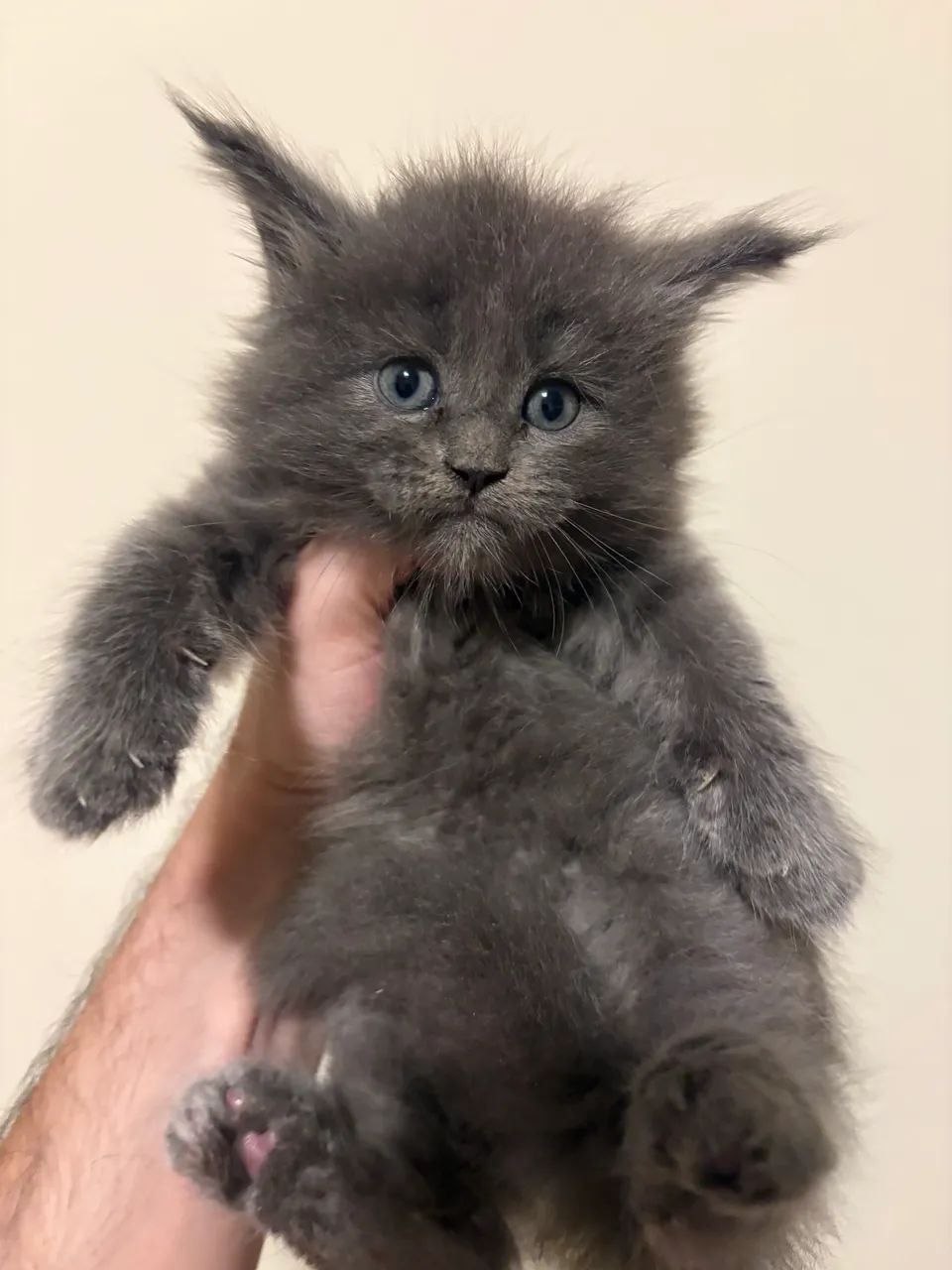 Gato Maine Coon filhotes machos e fêmeas para reserva e pronta entrega FOTOS REAIS - Foto 3