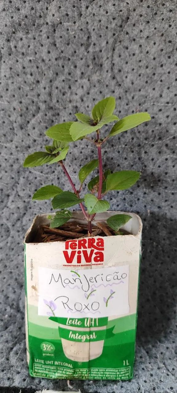 Muda de Manjericão-Roxo  - Foto 2
