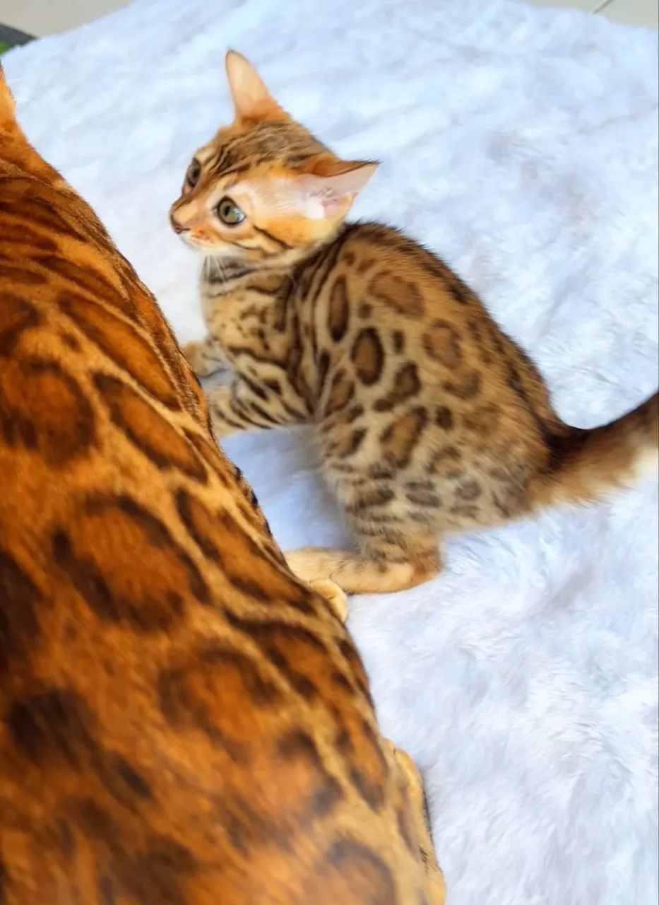 Gato Bengal  - Foto 2