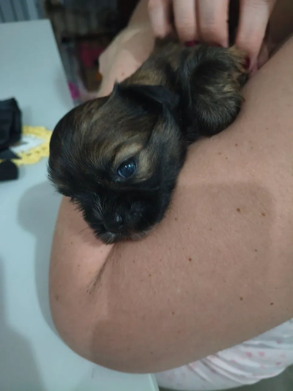 Shitzu - Foto 2