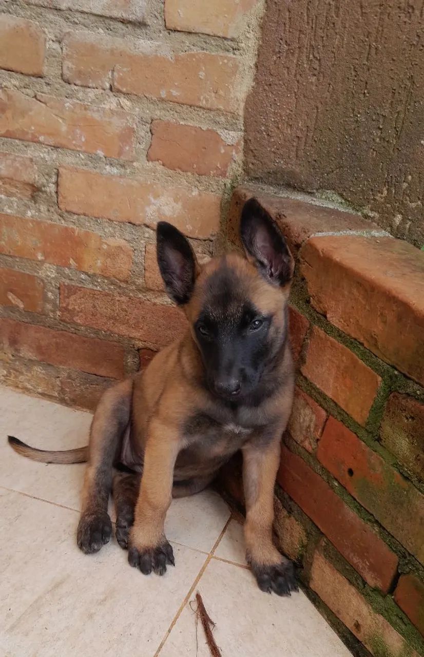 Filhotes de pastor belga malinois  - Foto 4
