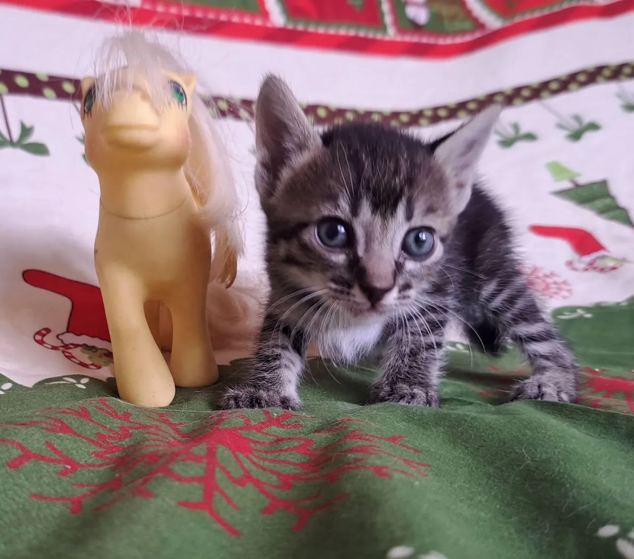  Adoção Responsável <br> - Foto 3