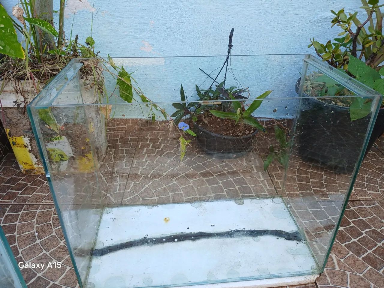 Aquario  - Foto 2