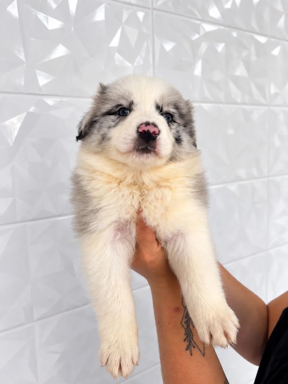 Border Collie - Genética de alto padrão e com pedigree 