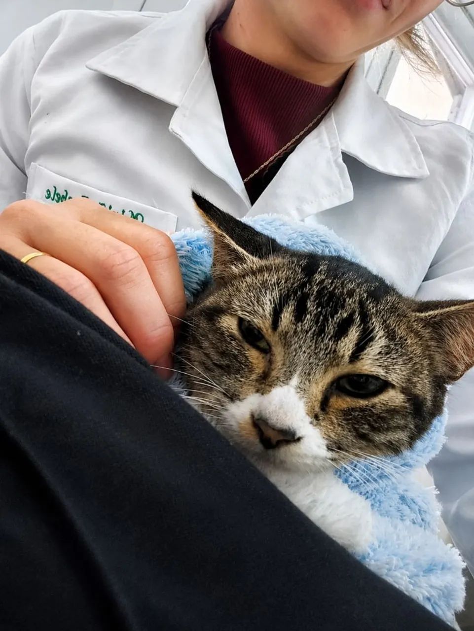 Gatinho para adoção responsável