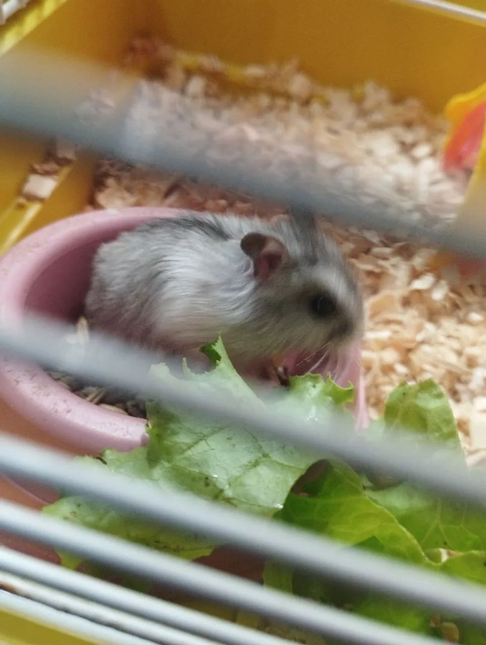 Vendo filhotes de hamister anão russo - Foto 4