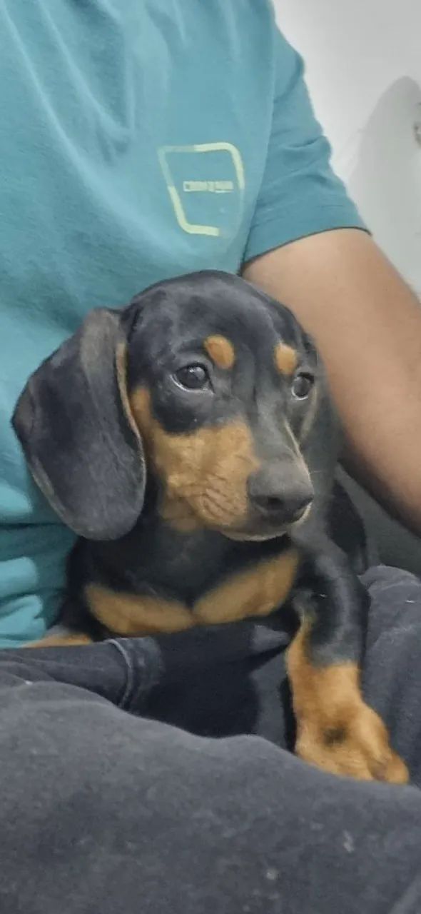 Dachshund  - Foto 3