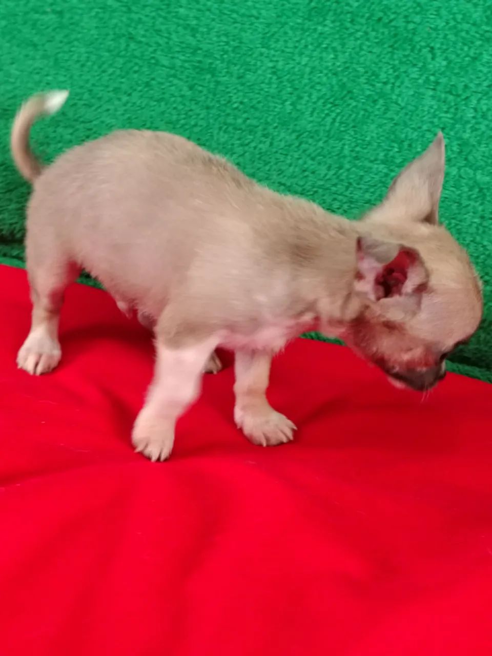 Chihuahua  - Foto 5