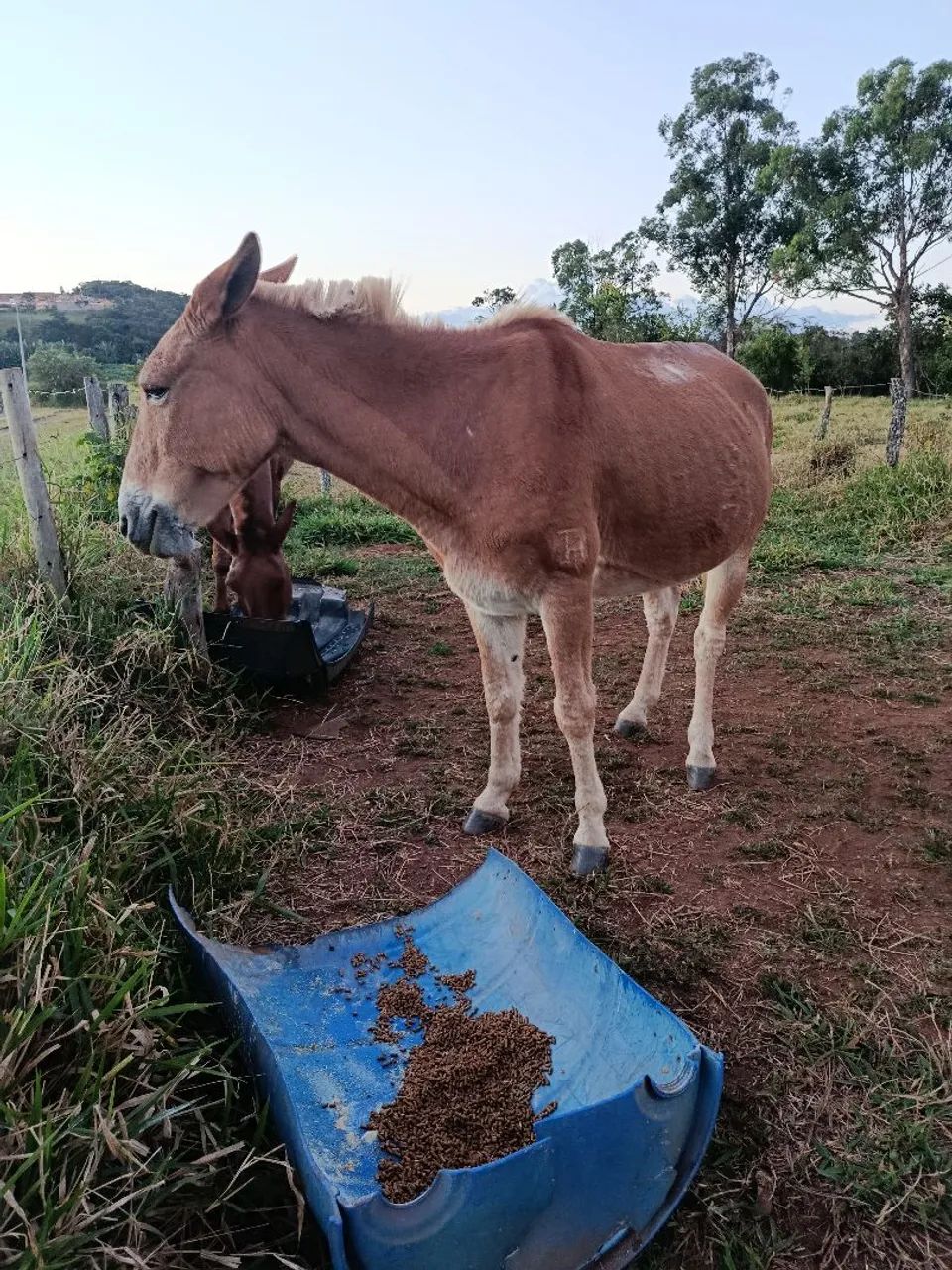 Vende se burro  - Foto 3