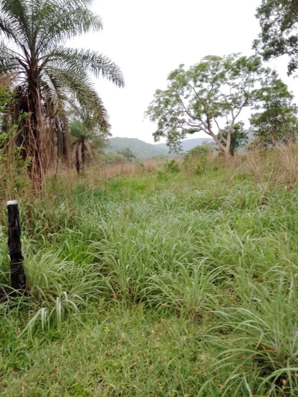 Fazenda 14 alqueires  - Foto 6