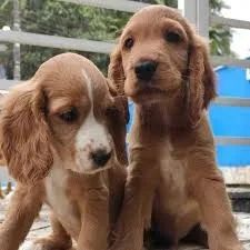 Cocker Carinho em forma de cachorro.