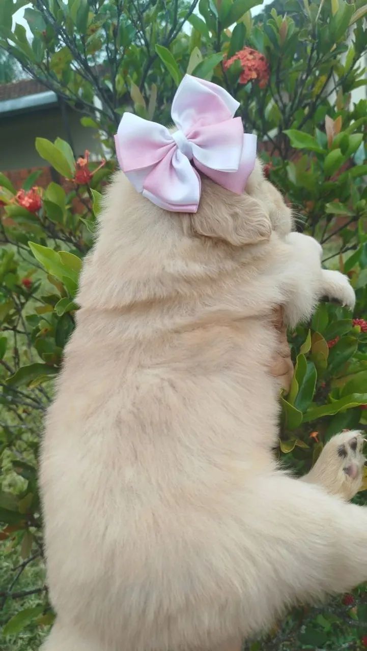 Golden Retriever  - Foto 2