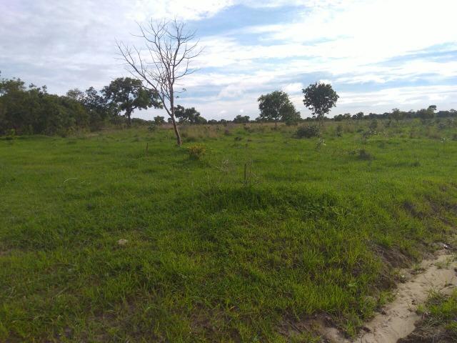 110 Alq. Cocalinho-MT. {Fazenda Diferenciada} R$ 3,5 Milhões - Foto 11