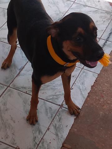 Cachorra hotweile c/8 meses contato - Foto 3