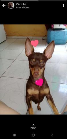 Procura se uma namorada - Foto 2