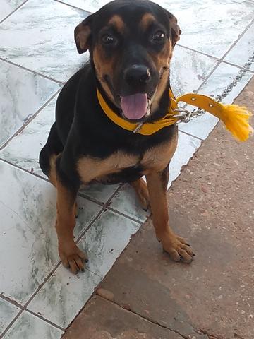 Cachorra hotweile c/8 meses contato