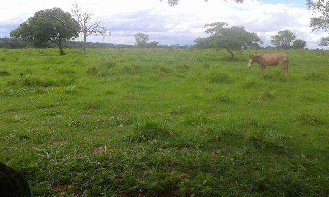8271 | fazenda à venda em pontal do araguaia - Foto 8