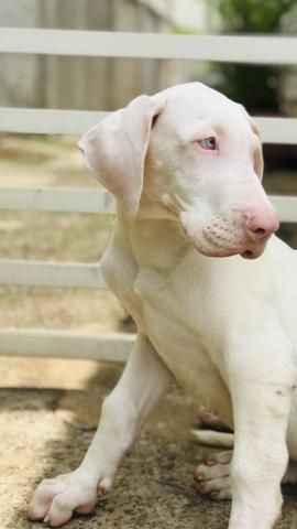 Filhote Dogue alemão - Foto 2