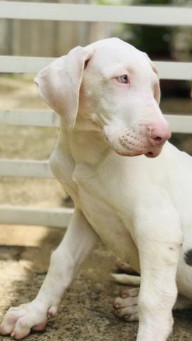 Filhote Dogue alemão - Foto 3