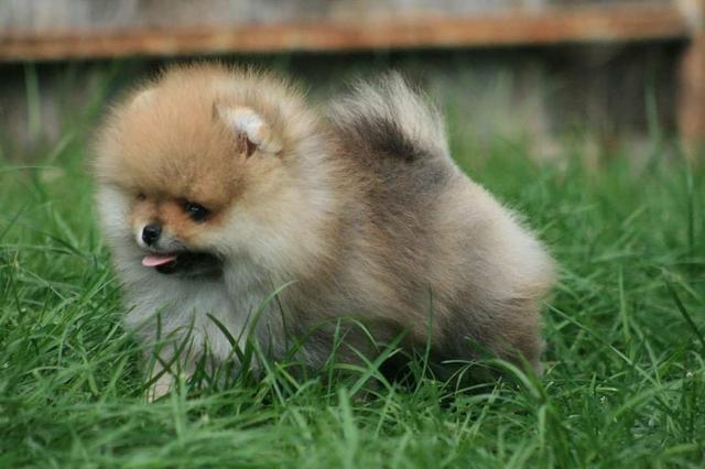 Spitz alemão anão, canil ps