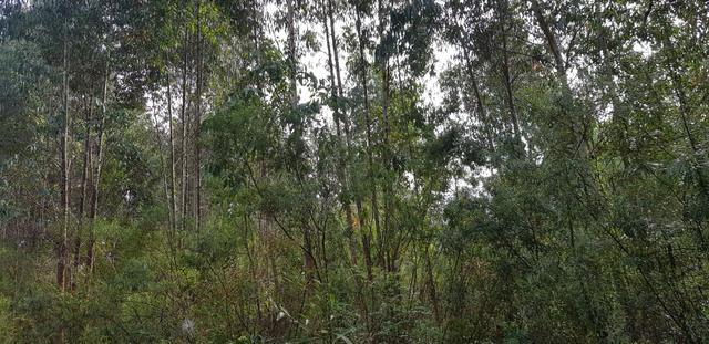 Vendo 6,78 alqueires a 2 km da BR 116 em Mandirituba - Foto 15