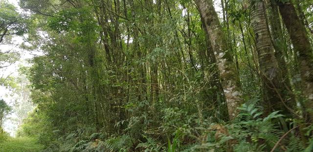 Vendo 6,78 alqueires a 2 km da BR 116 em Mandirituba - Foto 14