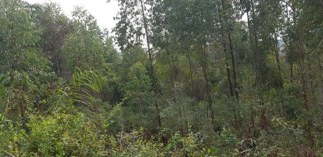 Vendo 6,78 alqueires a 2 km da BR 116 em Mandirituba - Foto 9