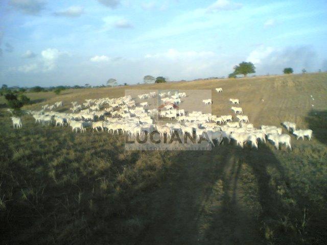Fazenda com 467 hectares em Limoeiro (Cód.: 103m57)