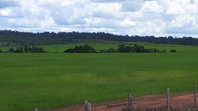 Vendo Fazenda Rondônia - Foto 7