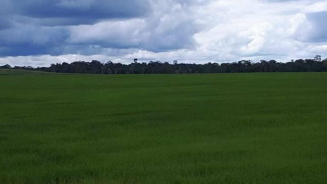 Vendo Fazenda Rondônia - Foto 14